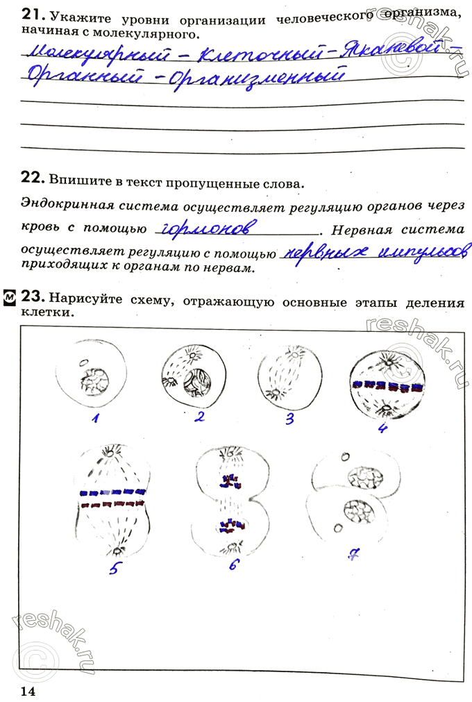Изображение 21. Укажите уровни организации человеческого организма, начиная с молекулярного.22. Впишите в текст пропущенные слова.Эндокринная система осуществляет регуляцию...