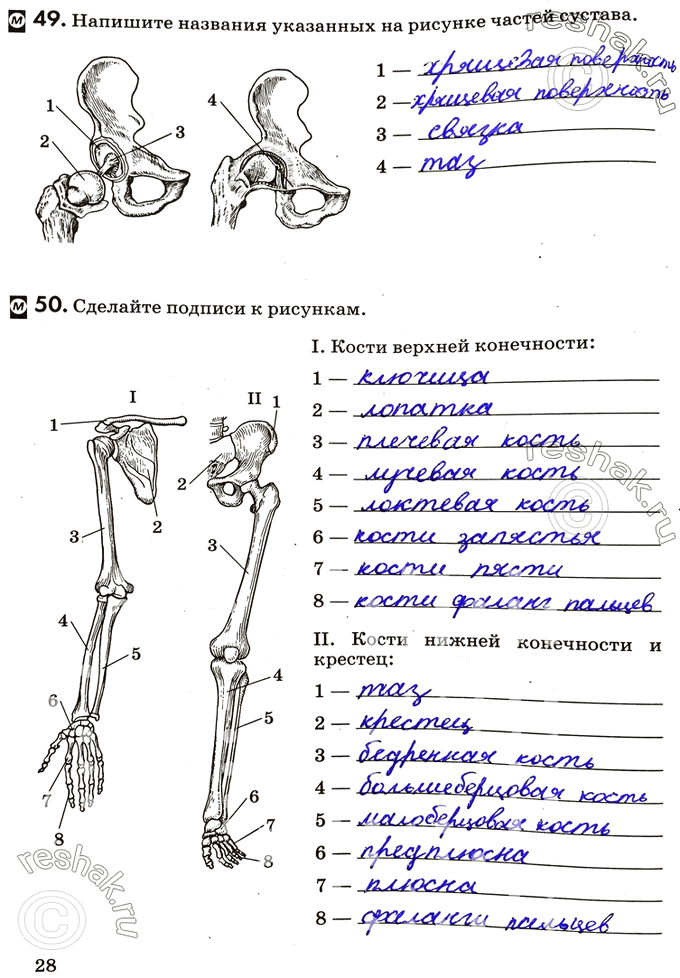 Изображение 49. Напишите названия указанных на рисунке частей сустава.50. Сделайте подписи к рисункам.I. Кости верхней конечности:II. Кости нижней конечности и...