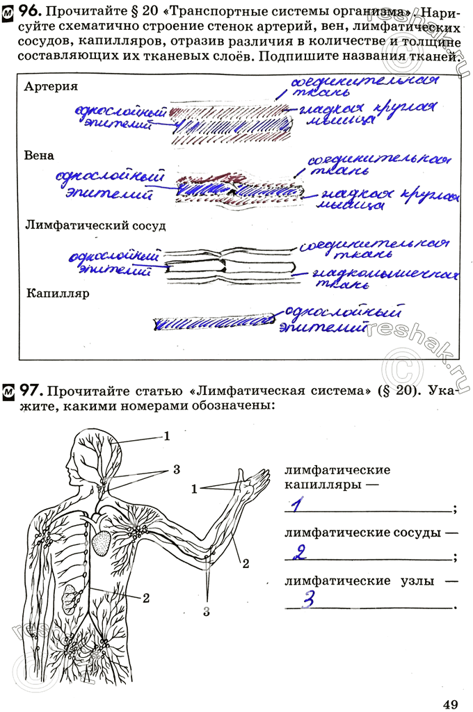 Изображение 96. Прочитайте § 20 «Транспортные системы организма». Нарисуйте схематично строение стенок артерий, вен, лимфатических сосудов, капилляров, отразив различия в...